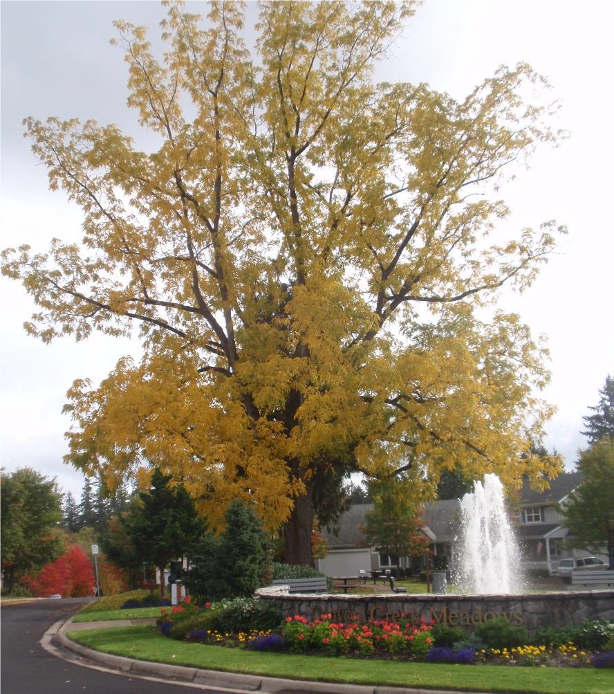 Canyon Creek Meadows, Wilsonville Oregon